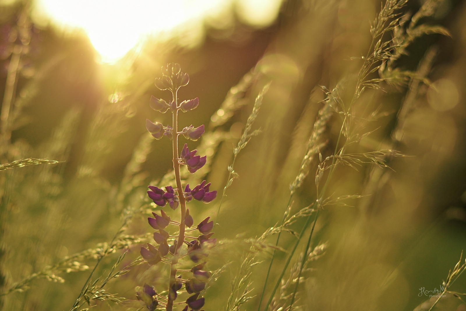 Honza Jan Musil fotograf