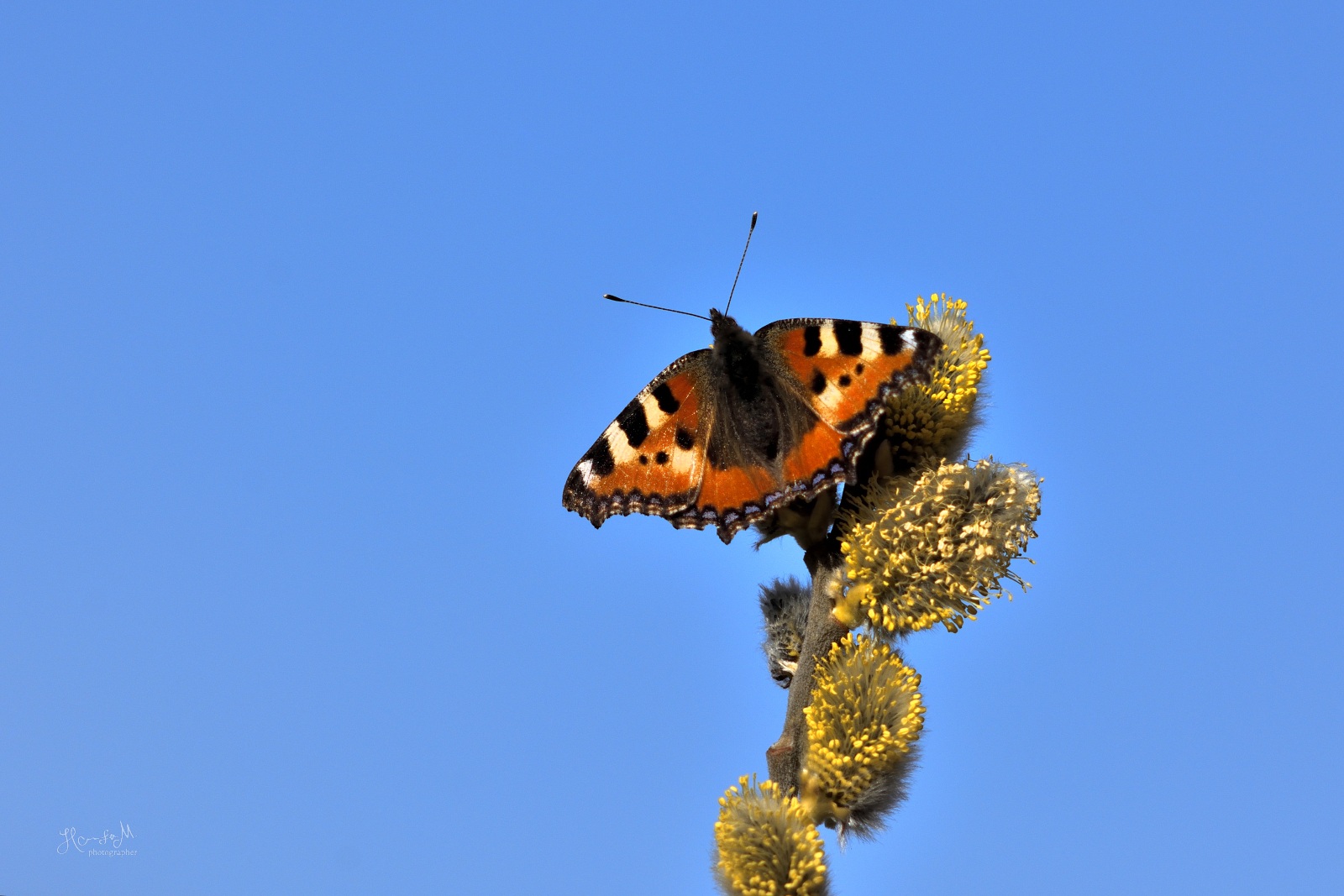 Honza Jan Musil fotograf