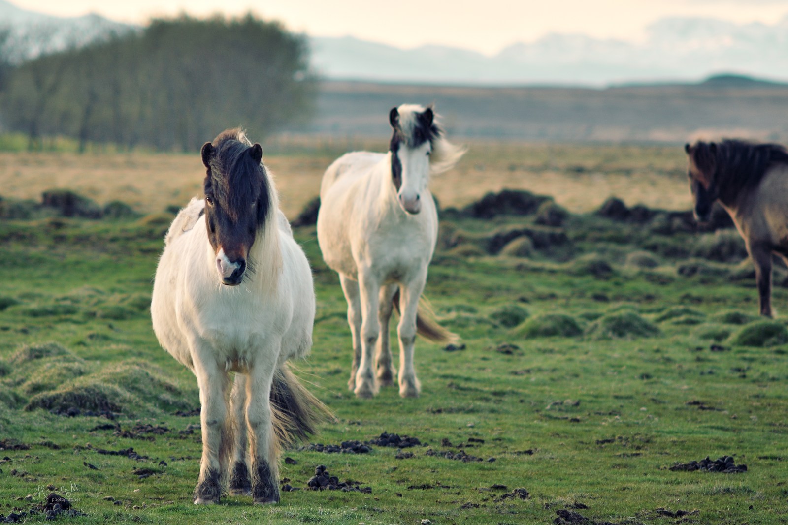 Honza Jan Musil fotograf